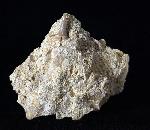cf. Araloselachus cuspidatus (AGASSIZ 1843) - Bild © FossNet FossilienStore